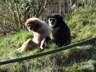 Withandgibbon - De Zonnegloed - Dierenpark - Dieren opvangcentrum - Sanctuary